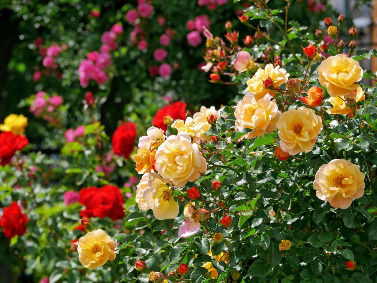 Image d'illustration pour : Roseraie au Jardin de la Ville